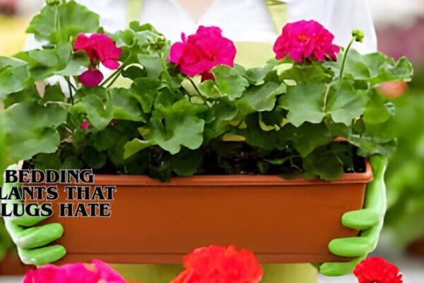 Bedding Plants That Slugs Hate: Complete Guide to the Best Slug-Resistant, Easy-Care Flowers for a Healthy, Low-Maintenance, Pest-Free Garden All Season