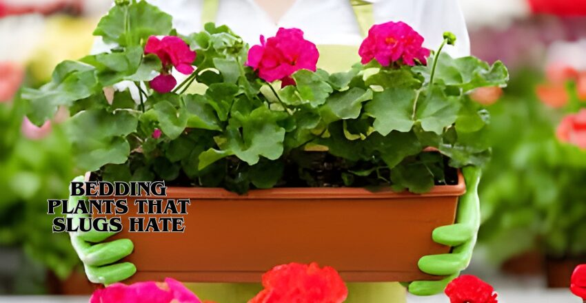 Bedding Plants That Slugs Hate: Complete Guide to the Best Slug-Resistant, Easy-Care Flowers for a Healthy, Low-Maintenance, Pest-Free Garden All Season