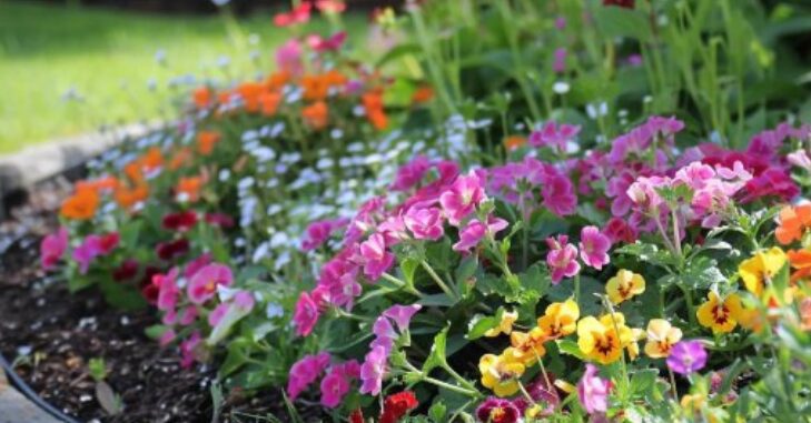 Colourful low-maintenance flowers filling a garden display
