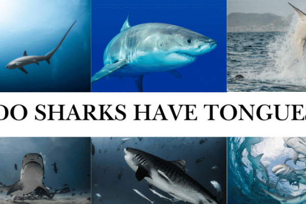 Do Sharks Have Tongues? Exploring the Hidden Truth Behind Shark Anatomy, the Basihyal Structure, and How These Ocean Predators Eat, Sense, and Survive Without a Functional Tongue